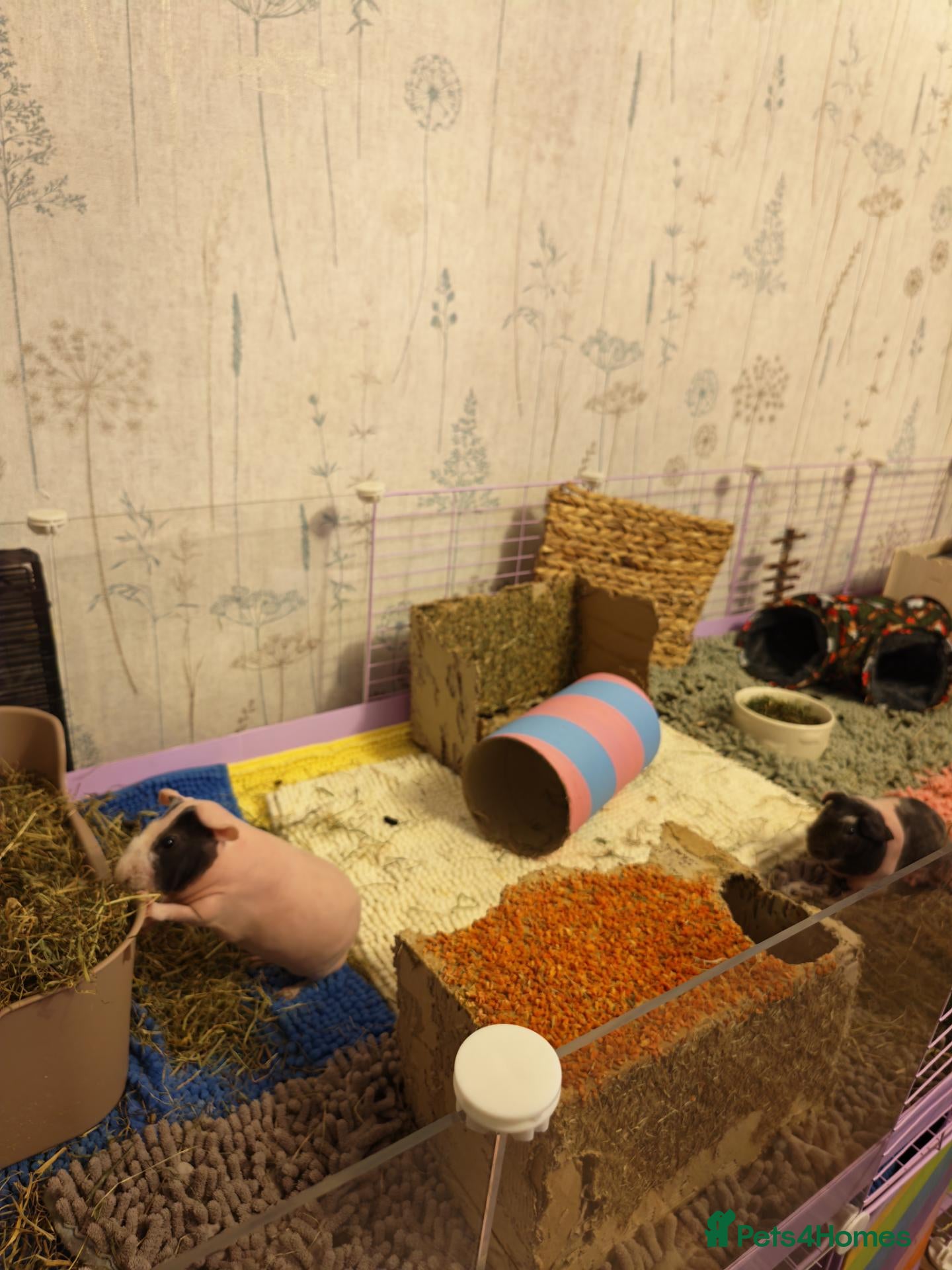 Guinea Pig rodents 2 skinny pigs, Deluxe Kavee Loft & Lid Cage - Advert 15