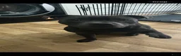 Staffordshire Bull Terrier dogs for sale: Hulk  in Manchester - Advert 7