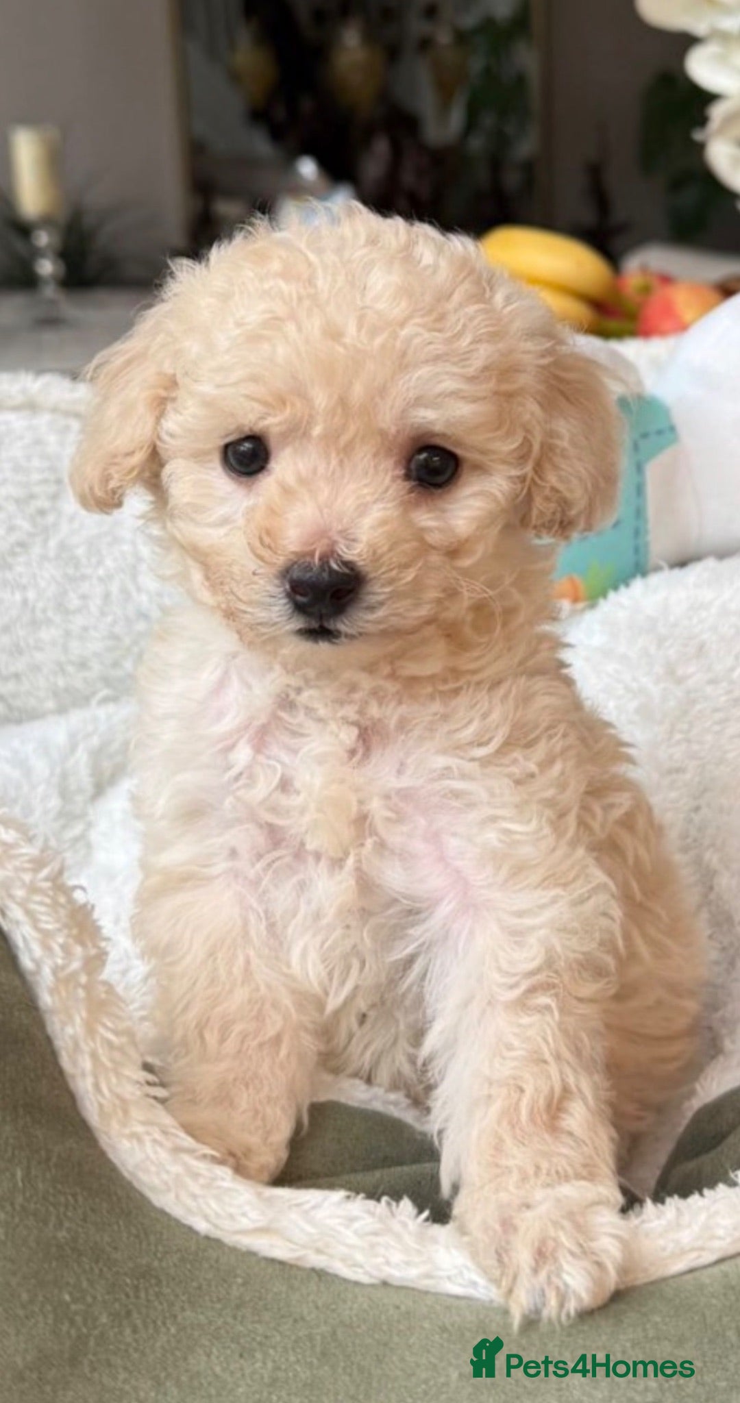 Toy Poodle dogs two little house trained gorgeous pups left - Advert 4