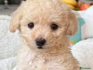 Toy Poodle dogs two little house trained gorgeous pups left - Advert 4