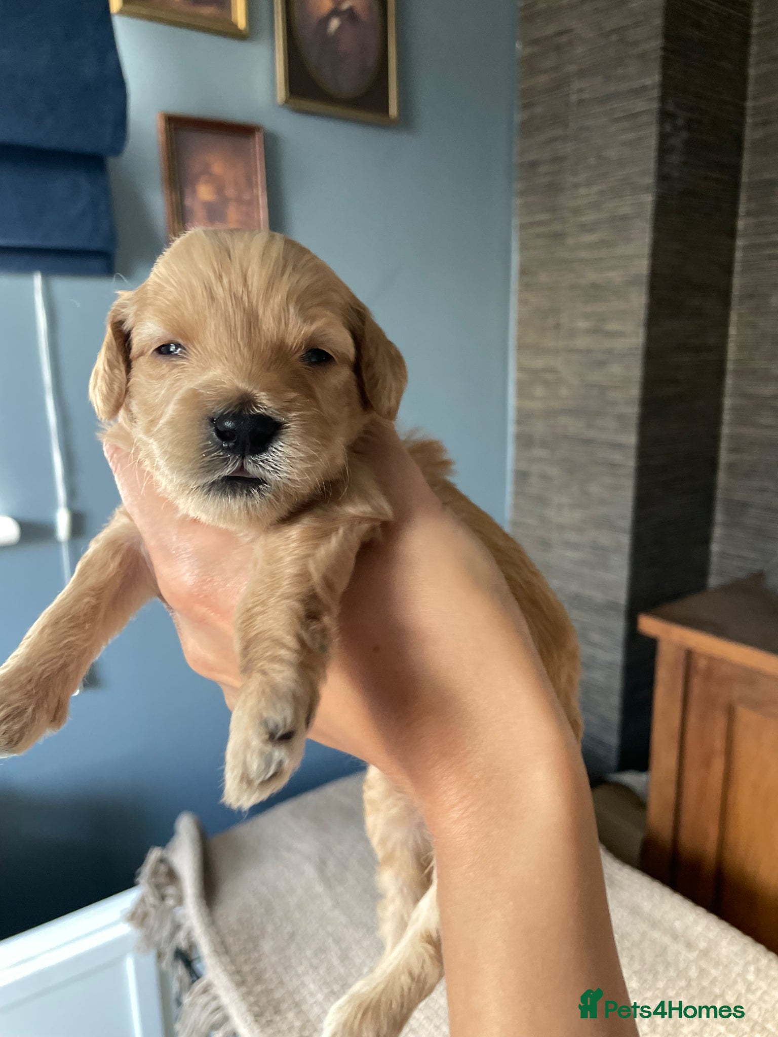 Cockapoo dogs Toy/Miniature F1B Cockapoos. 4 boys left. - Advert 17