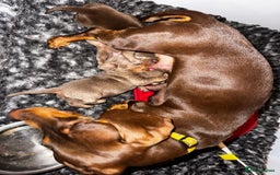 Miniature Dachshund dogs for sale: READY NOW Stunning miniature dachshund pups in Mirfield - Image 12