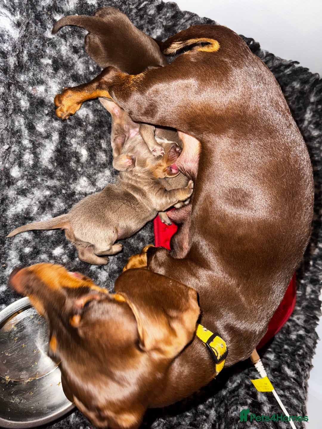 Miniature Dachshund dogs for sale: READY NOW Stunning miniature dachshund pups in Mirfield - Image 12