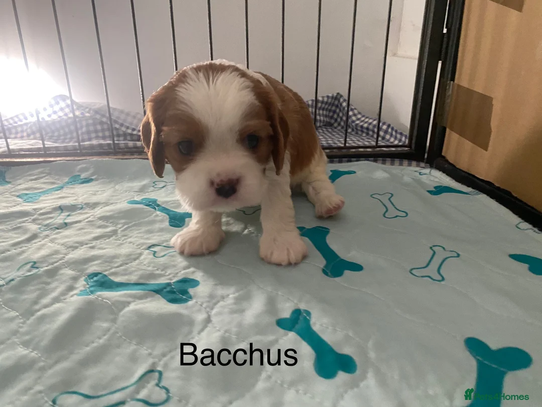 Cavalier King Charles Spaniel dogs for stud: KC Reg Cavalier King Charles Spaniel for Stud in Eastbourne - Advert 17
