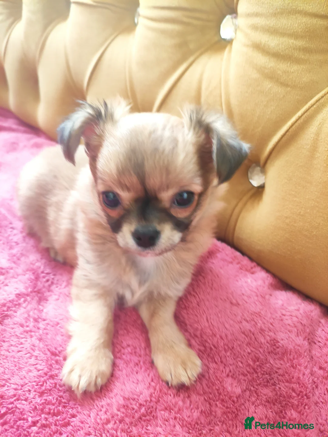 Chihuahua dogs for sale: Apple head chihuhua  - Advert 2