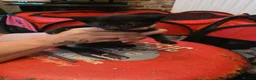 Sphynx cats for sale: Sphynx cross kittens in North Shields - Advert 6
