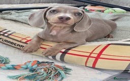Miniature Dachshund dogs for sale: Top quality Mini short-haired dashhound, Isabella - Image 6