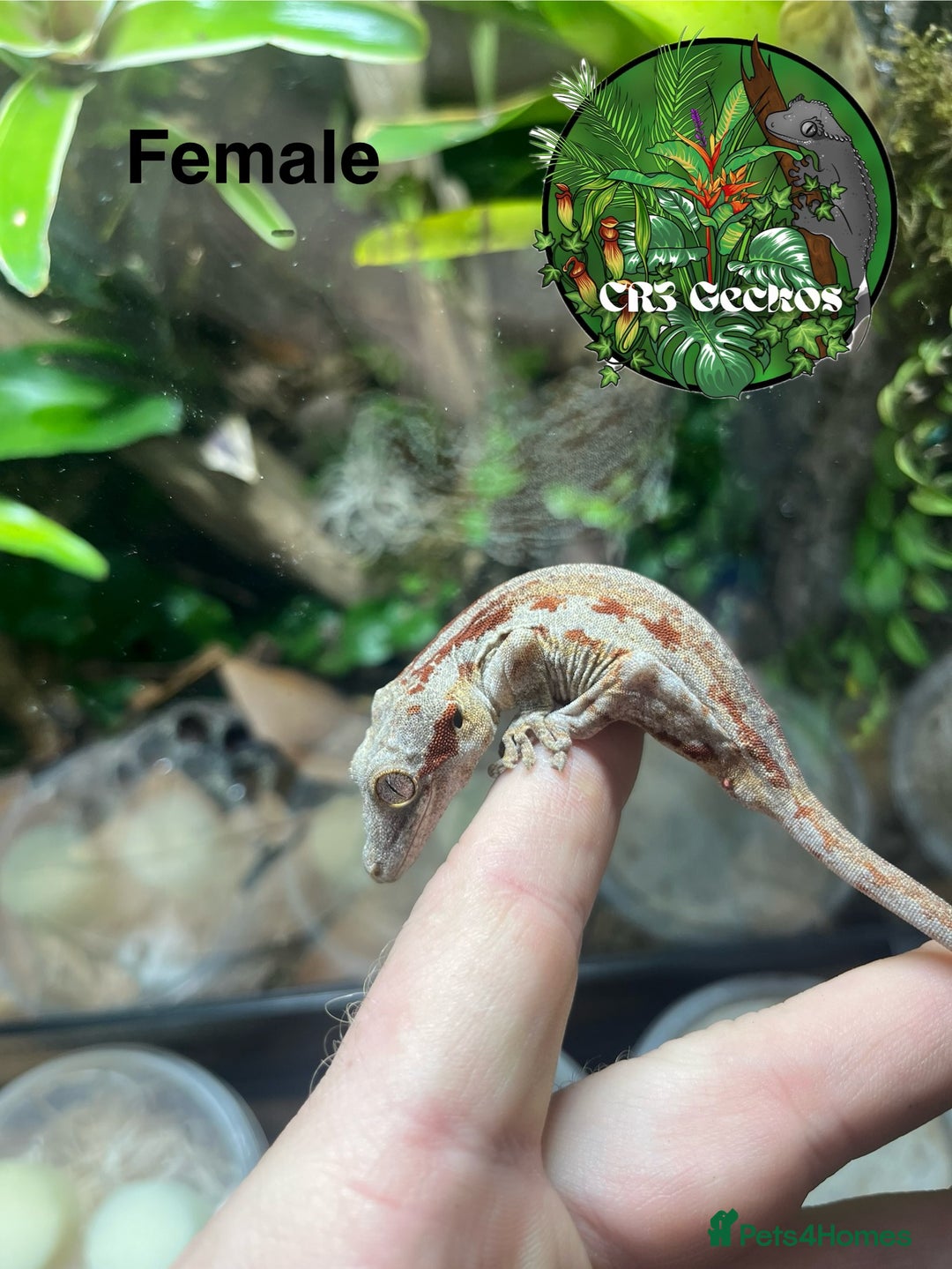 Gecko reptiles for sale: Crested gecko and gargoyles male and female  - Advert 4