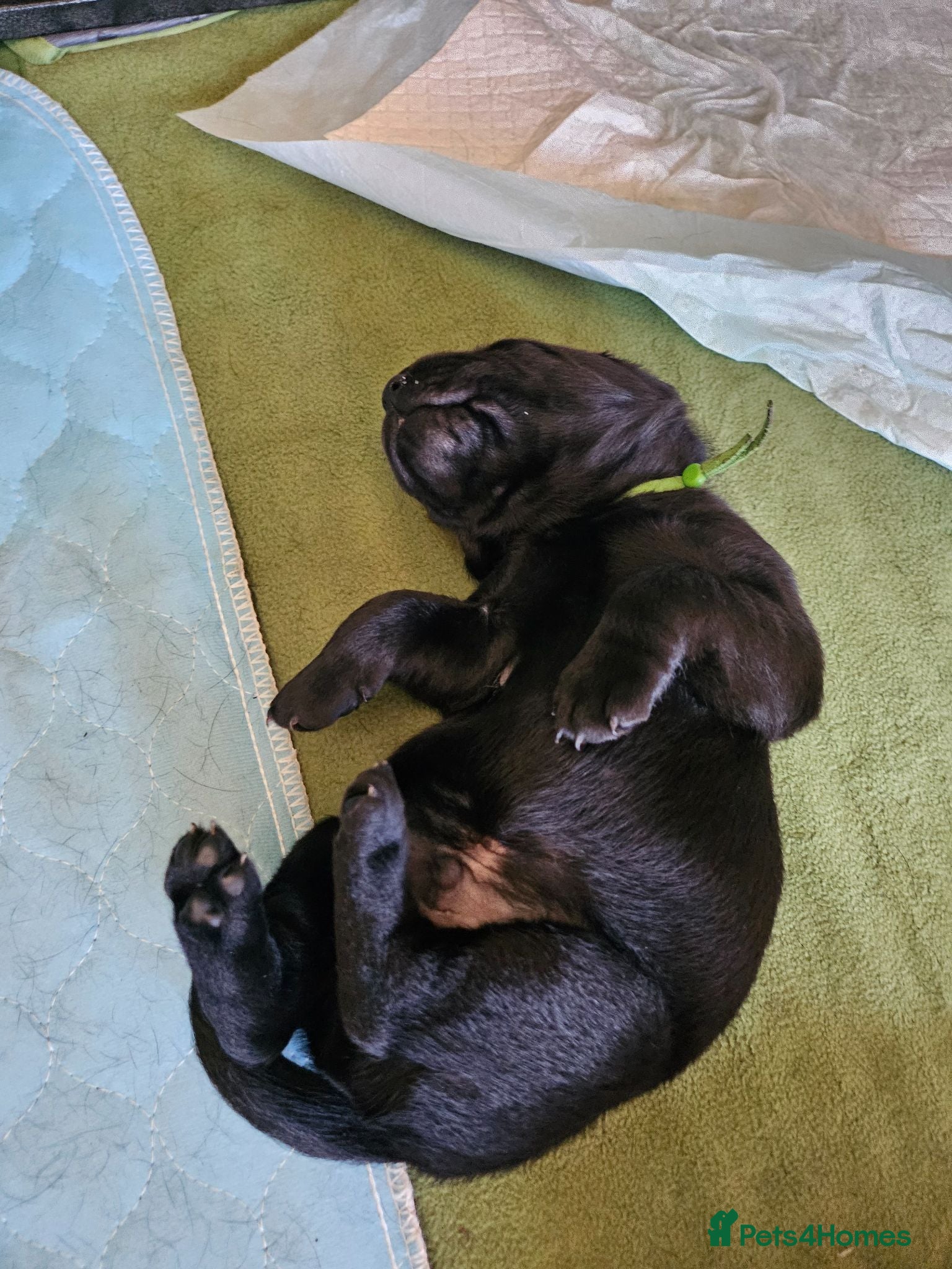 Labrador Retriever dogs Labrador Puppies KC Registered - Advert 2