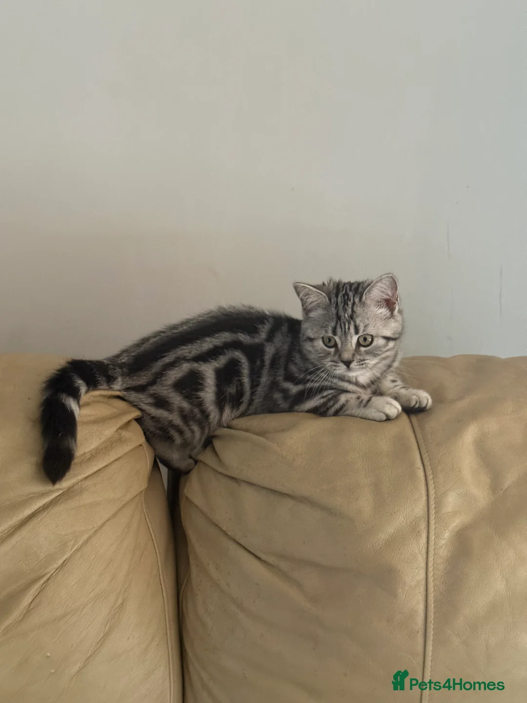 British Shorthair cats for sale: Top quality stunning British shorthair silvers - Advert 8