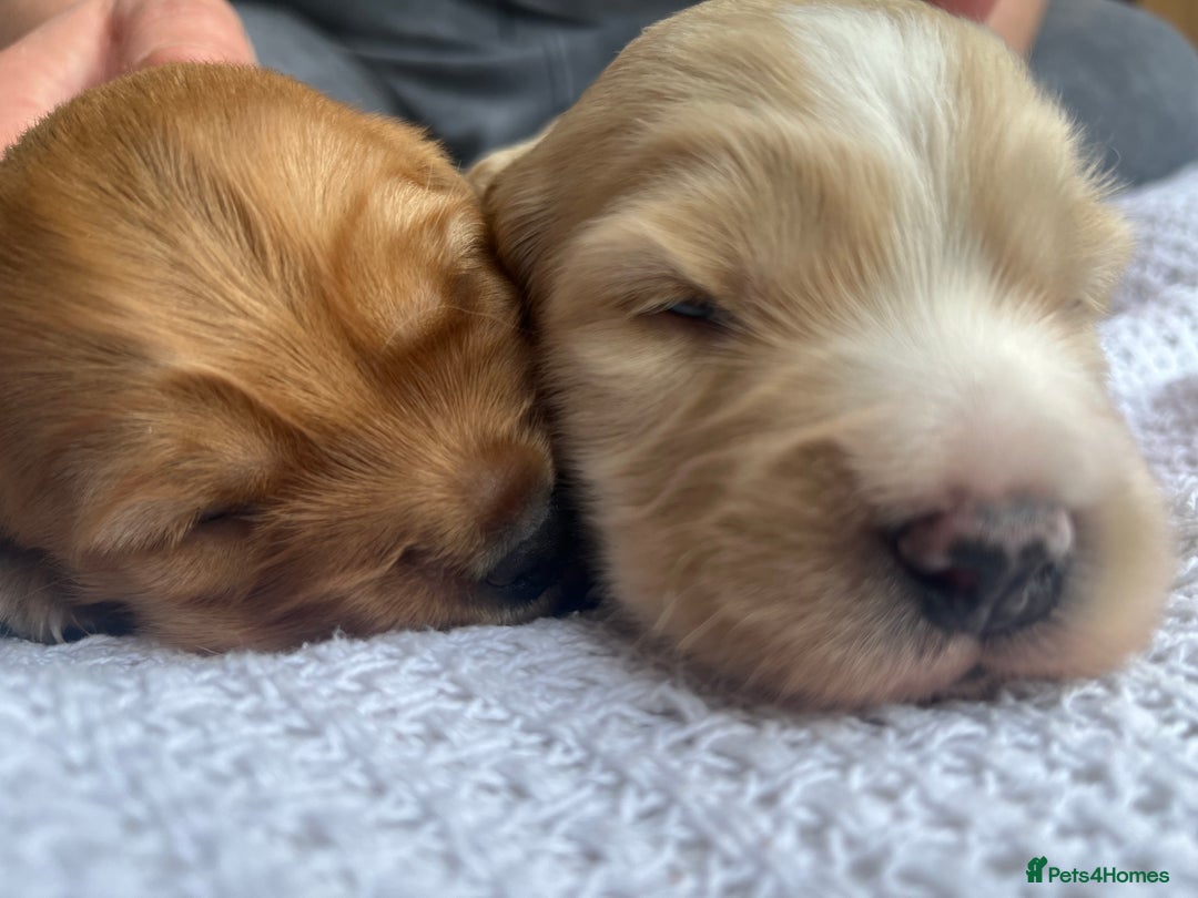 Cockapoo dogs for sale: Cockapoo X Coker spaniel  - Image 4