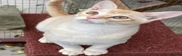 Asian cats for sale: Asian Red Birmilla in Saint Austell - Advert 3