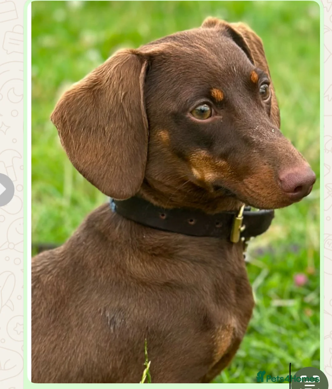 Miniature Dachshund dogs for sale: Beautiful 17 Weeks Old Kaninchen Puppies  - Advert 1