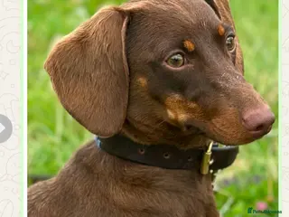 Miniature Dachshund dogs Beautiful 17 Weeks Old Kaninchen Puppies - Advert 1