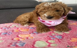 Australian Labradoodle dogs for sale: Australian Labradoodle Puppies – Ready Now🐶 - Image 32