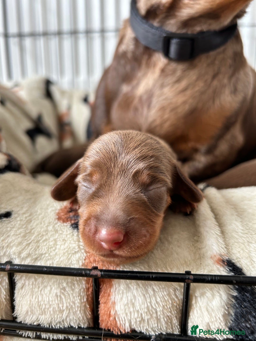 Dachshund dogs for sale: BEAUTIFUL Miniature Dachshund's  - Image 27