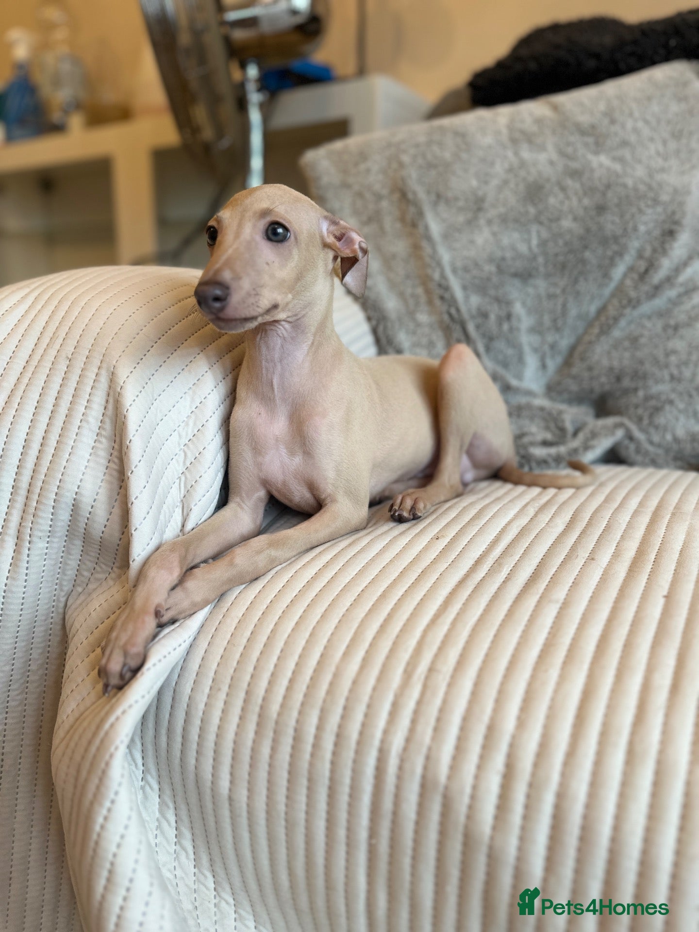 Italian Greyhound dogs Exceptional KC registered health tested ready now - Advert 4