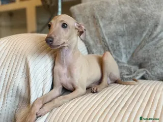 Italian Greyhound dogs Exceptional KC registered health tested ready now - Advert 4