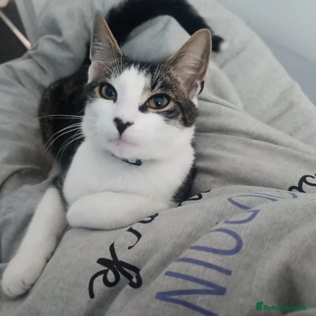 Domestic Shorthair cats for sale: Male cat - Advert 2