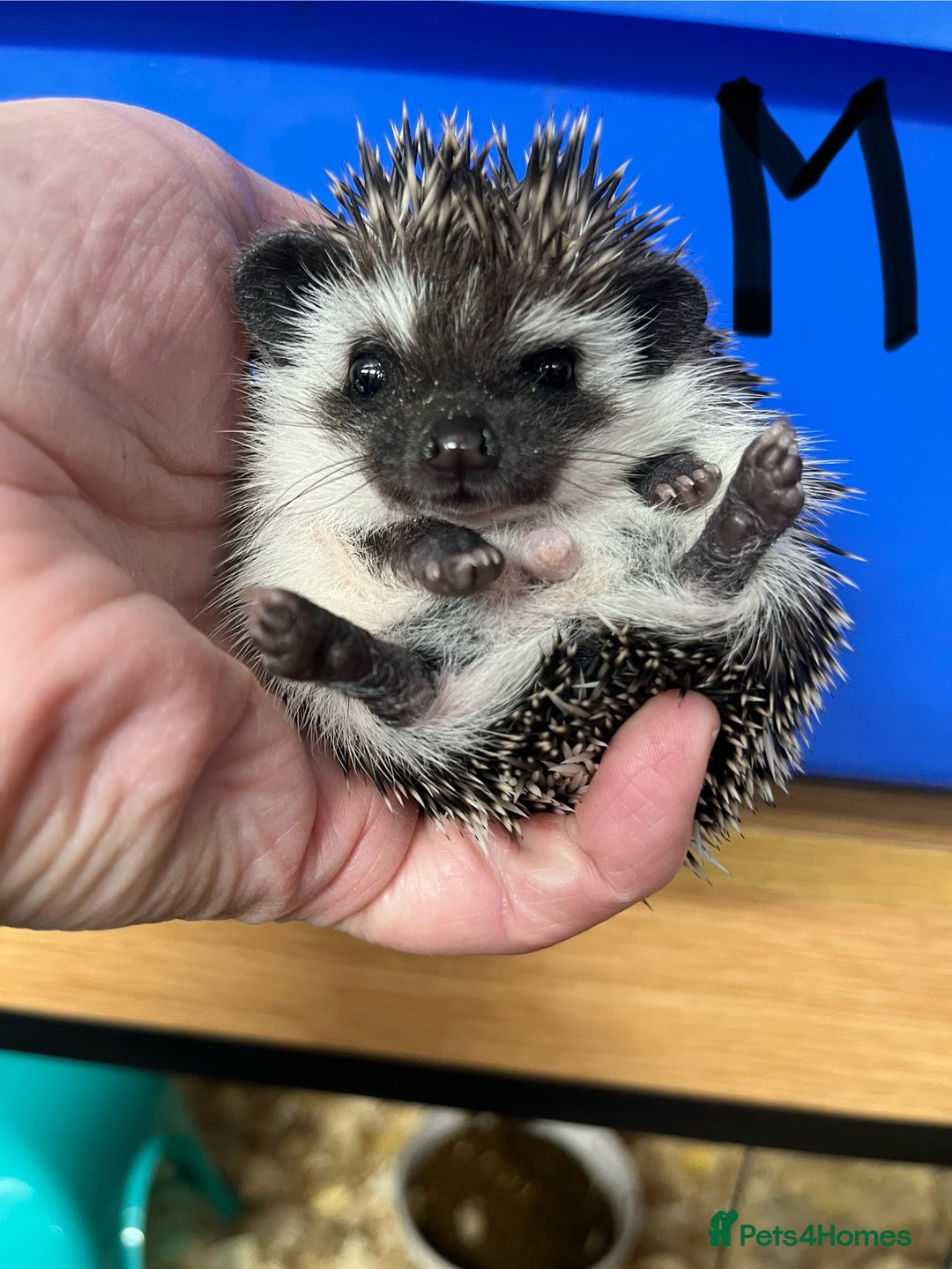Pygmy Hedgehog rodents for sale: Split faced/reverse pinto baby hoglets ready now! - Advert 2