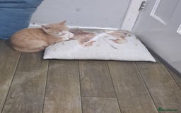 British Shorthair cats for sale: Two female cats - Image 14