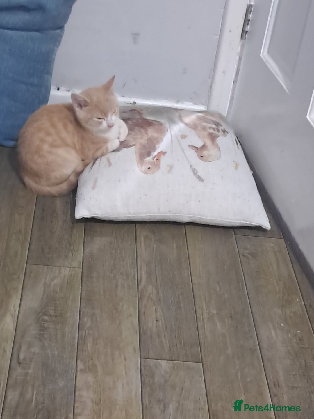 British Shorthair cats for sale: Two female cats - Image 14