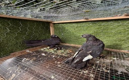Doves birds for sale: Syrian pigeons for sale - Image 11