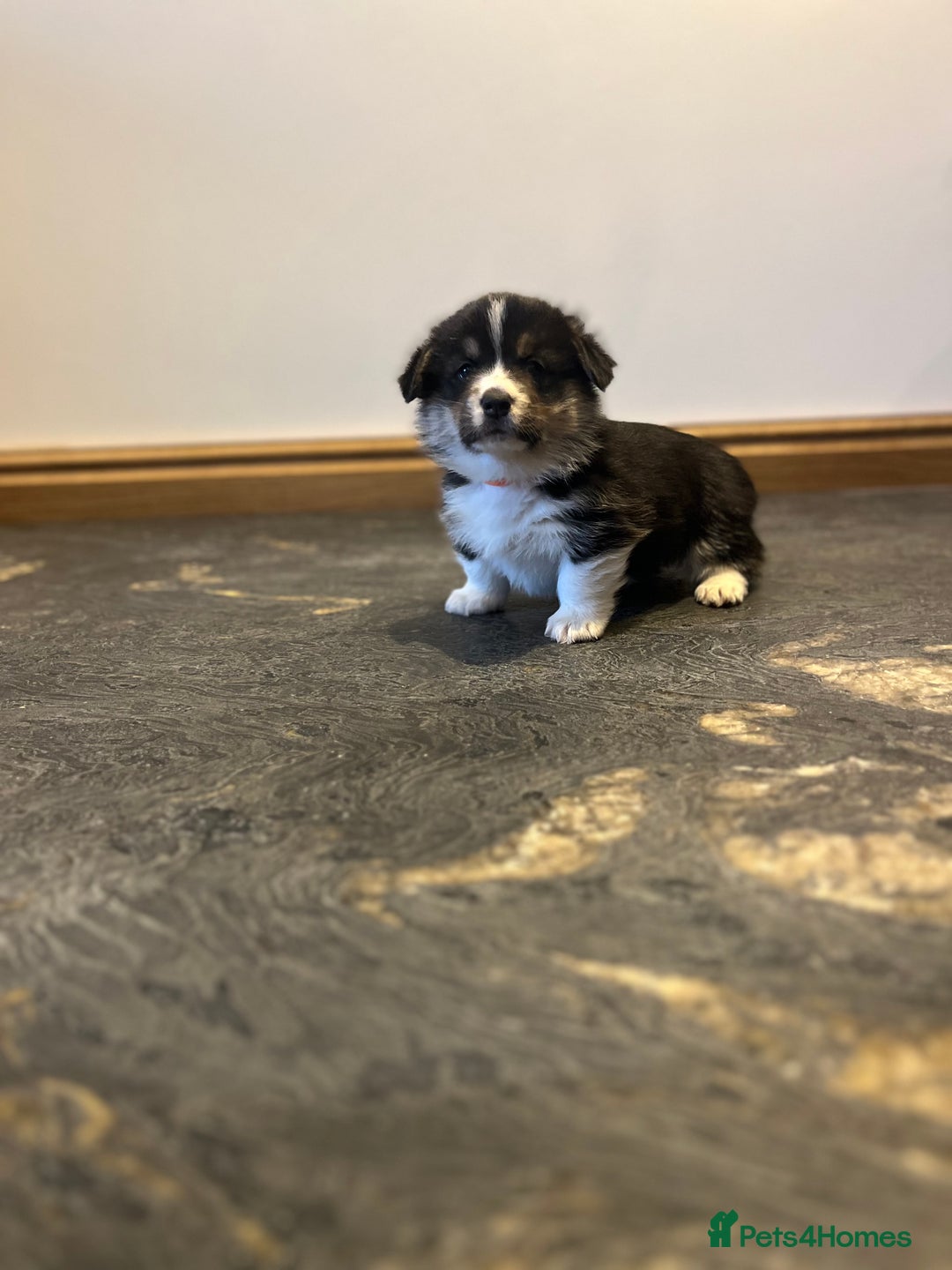 Welsh Corgi Pembroke dogs for sale: KC Pembroke Welsh Corgis (Gorgeous Tri Colour) - Advert 9