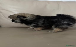 German Spitz dogs for sale: KC Reg Show Type German Spitz (Klein) For Sale. - Image 4
