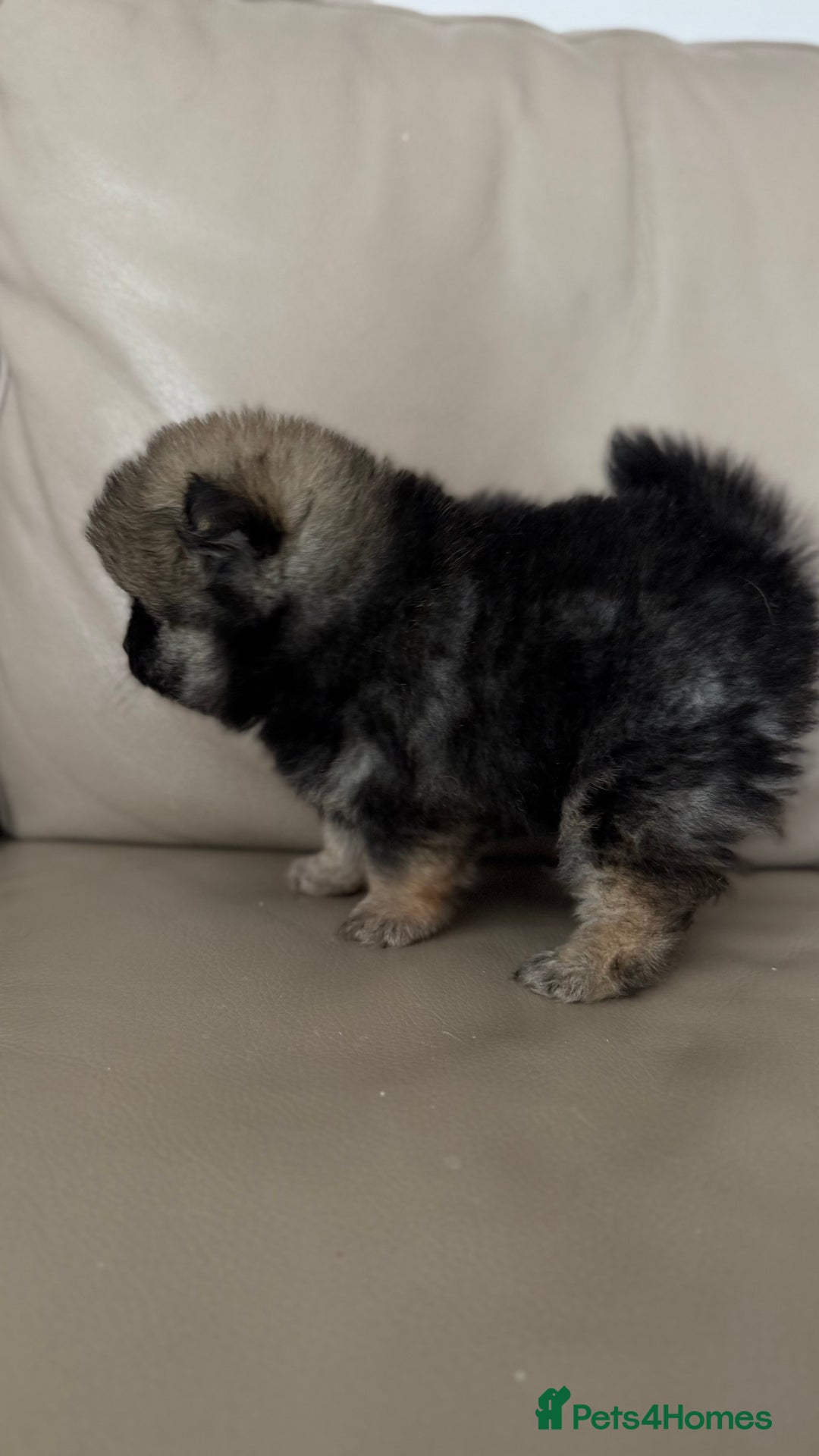 German Spitz dogs for sale: KC Reg Show Type German Spitz (Klein) For Sale. - Image 4