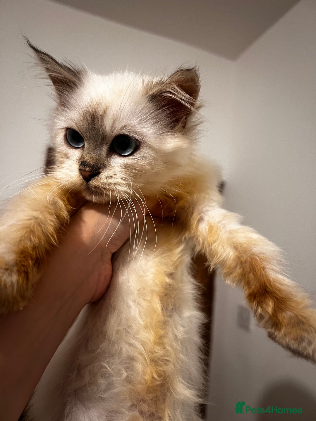 Siberian cats for sale: Three Siberian kittens!! - Image 14