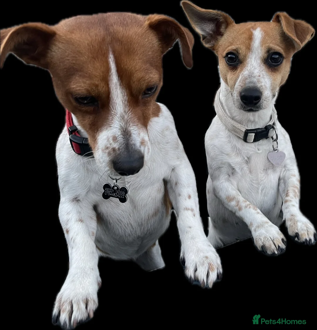 Jack Russell dogs for sale: Puppies Looking for Their Forever Homes 🐶💛 - Advert 8