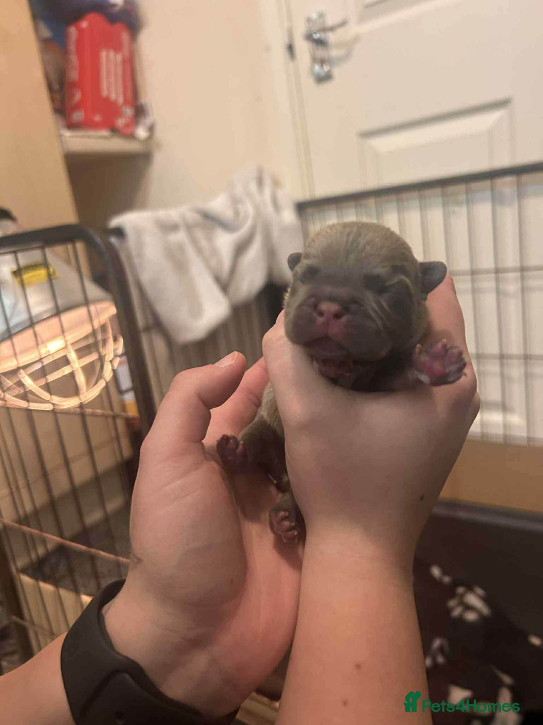 French Bulldog dogs for sale: Two gorgeous French bulldog males  - Advert 12