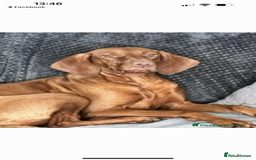 Hungarian Vizsla dogs for sale: Amazing KC reg Hungarian vizsla puppies - Image 31