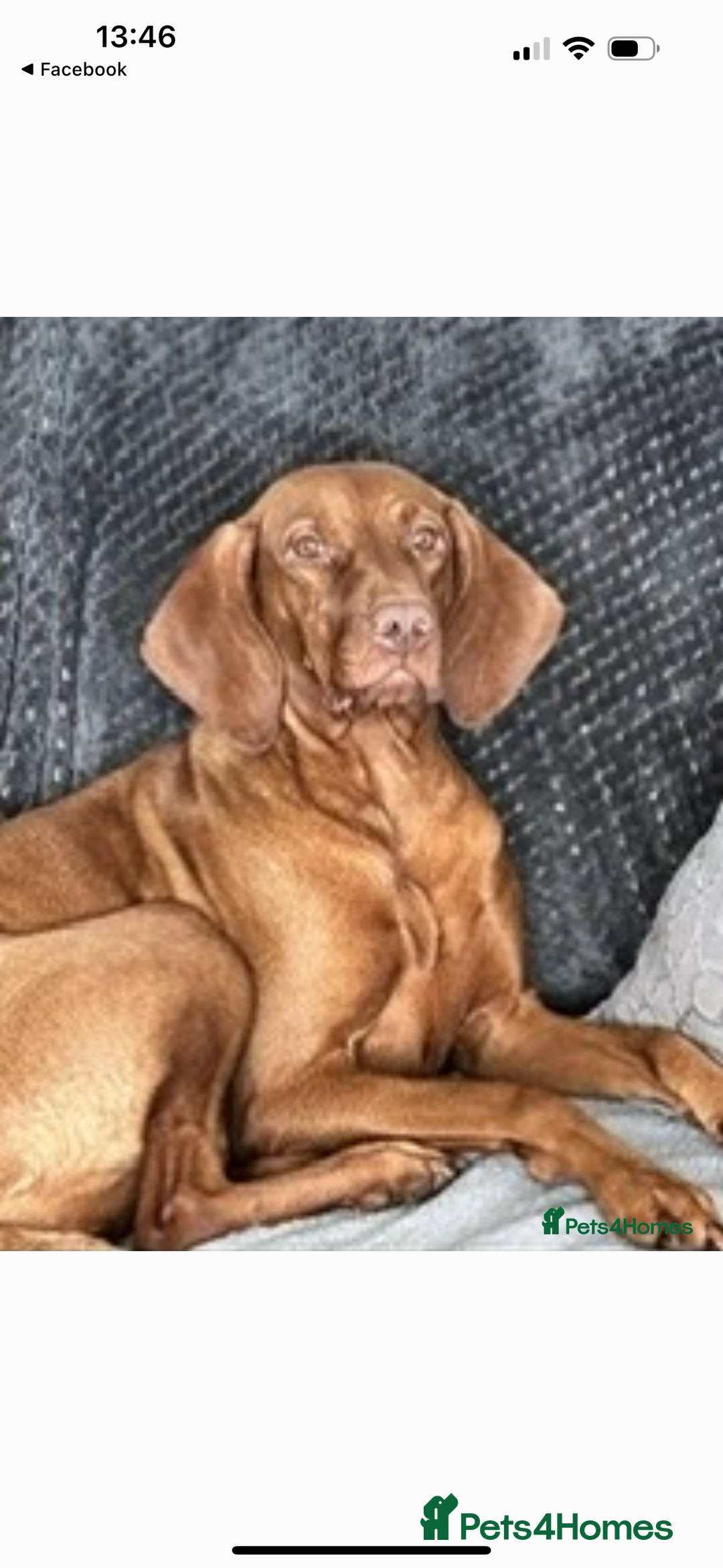 Hungarian Vizsla dogs for sale: Amazing KC reg Hungarian vizsla puppies - Image 31