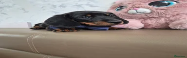 Miniature Dachshund 5