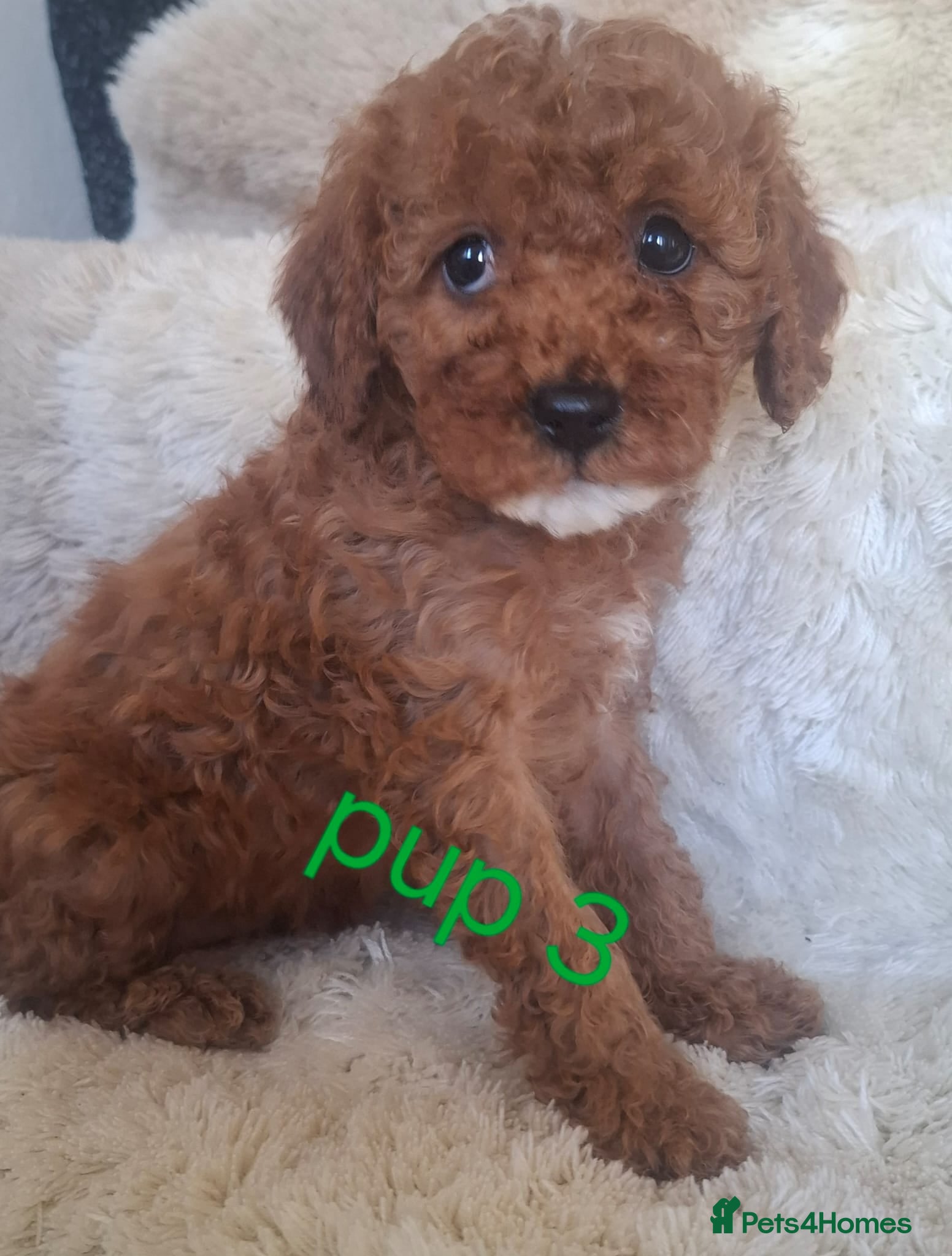 Cavapoo dogs Cavapoo beautiful 😍 litter rare fox red ♥️  - Advert 1