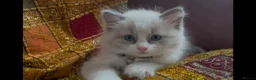 Ragdoll cats for sale: Child Friendly Ragdoll and Ragdoll Cross Kittens  - Advert 15