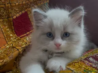 Ragdoll cats Child Friendly Ragdoll and Ragdoll Cross Kittens - Advert 3