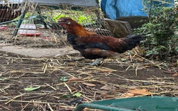 Chickens poultry for sale: Handsome boy - Image 3