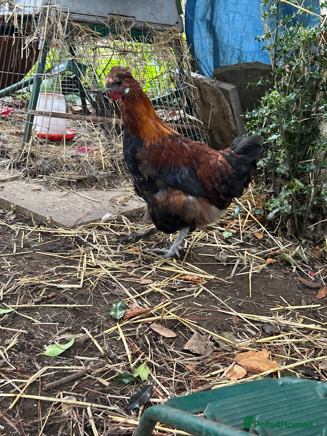 Chickens poultry for sale: Handsome boy - Image 3
