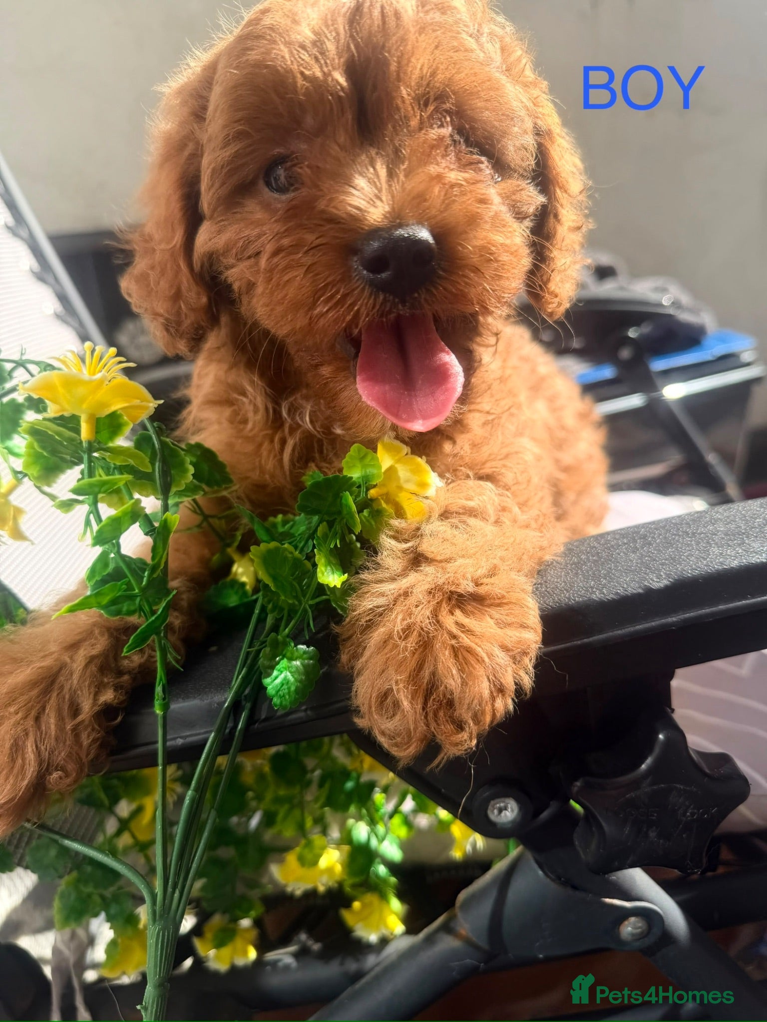Cavapoo dogs 3 Beautiful Cavapoo Puppies - Advert 5