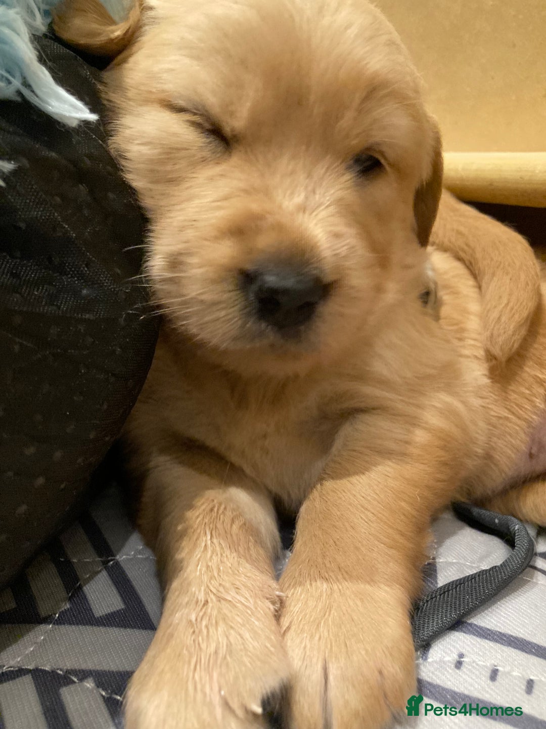 Golden Retriever dogs for sale: KC Registered Golden Retriever Puppies  - Advert 16