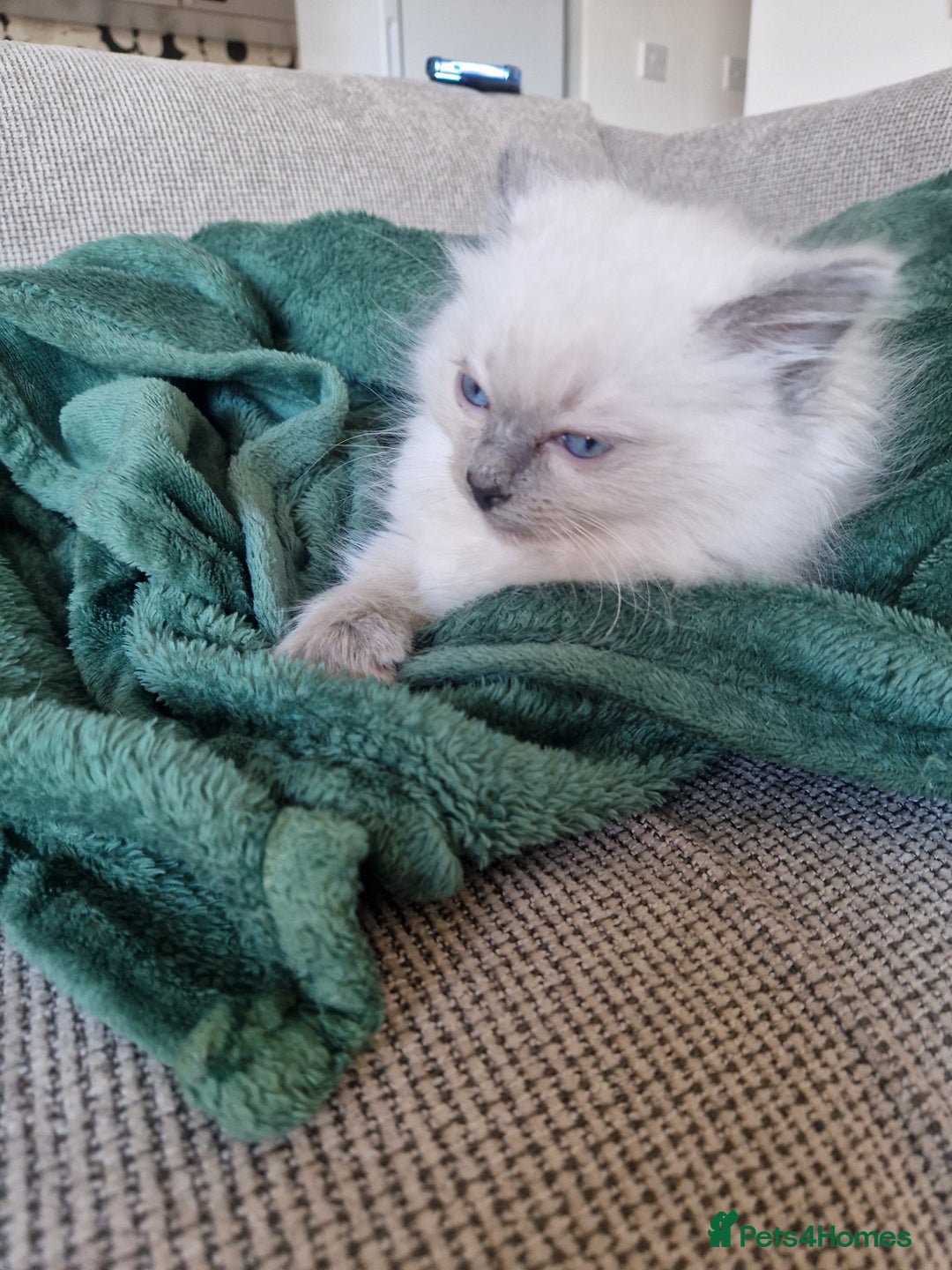 Ragdoll cats for sale: Adorable Ragdoll Kitten Ready for a loving home - Advert 6