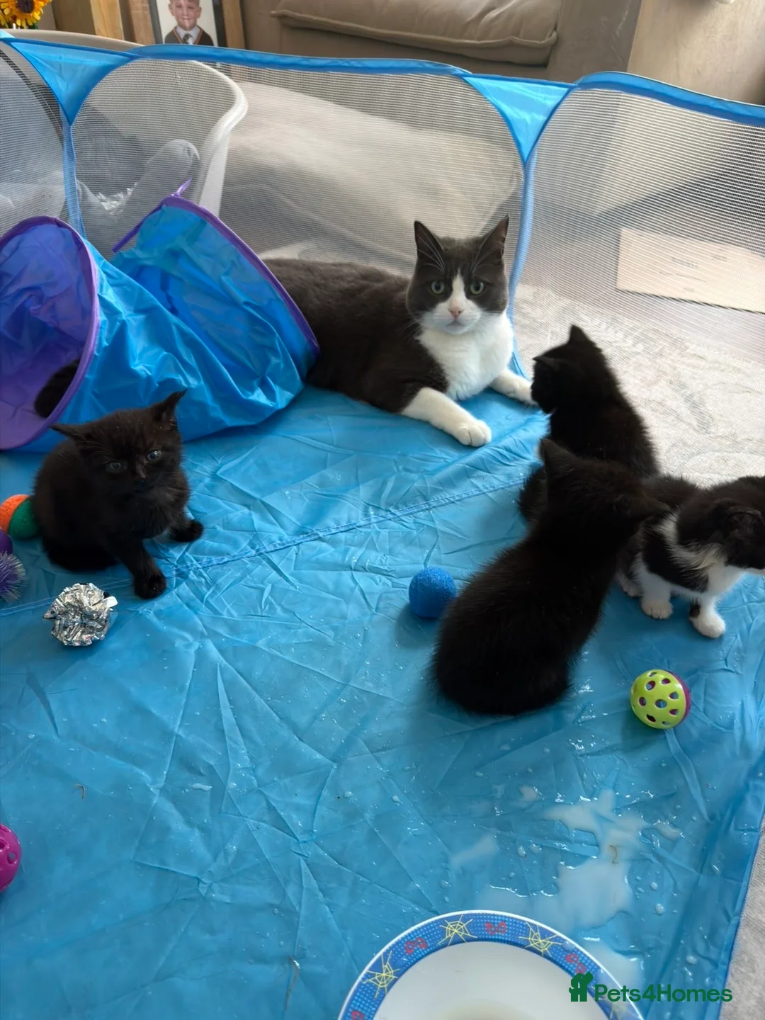 Mixed Breed cats for sale: 2X Female Kittens - Advert 2