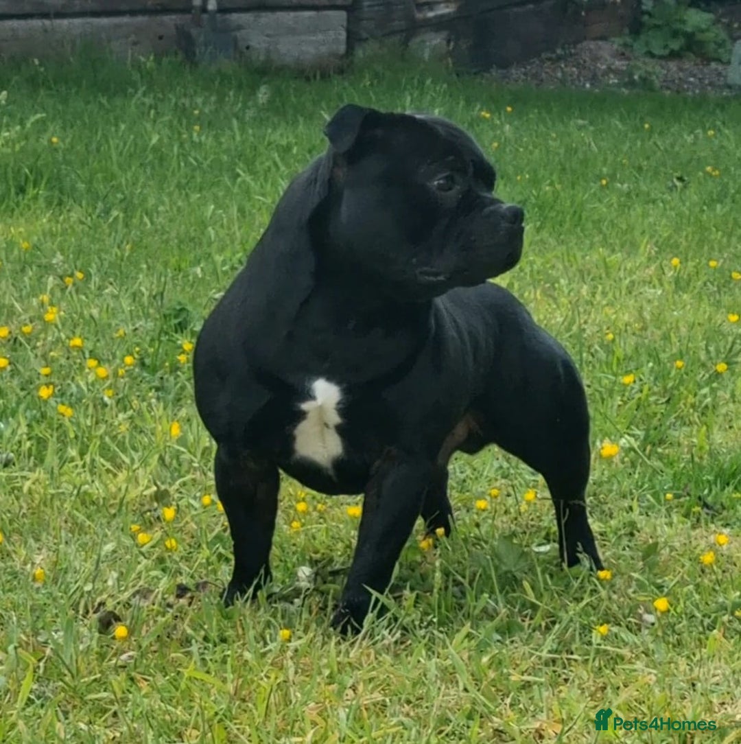 Staffordshire Bull Terrier dogs for stud: **OUTSTANDING**KC REGISTERED**MAXIMUS** - Advert 17