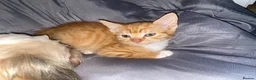 Mixed Breed cats for sale: Beautiful Ginger Kittens!  in London - Advert 8
