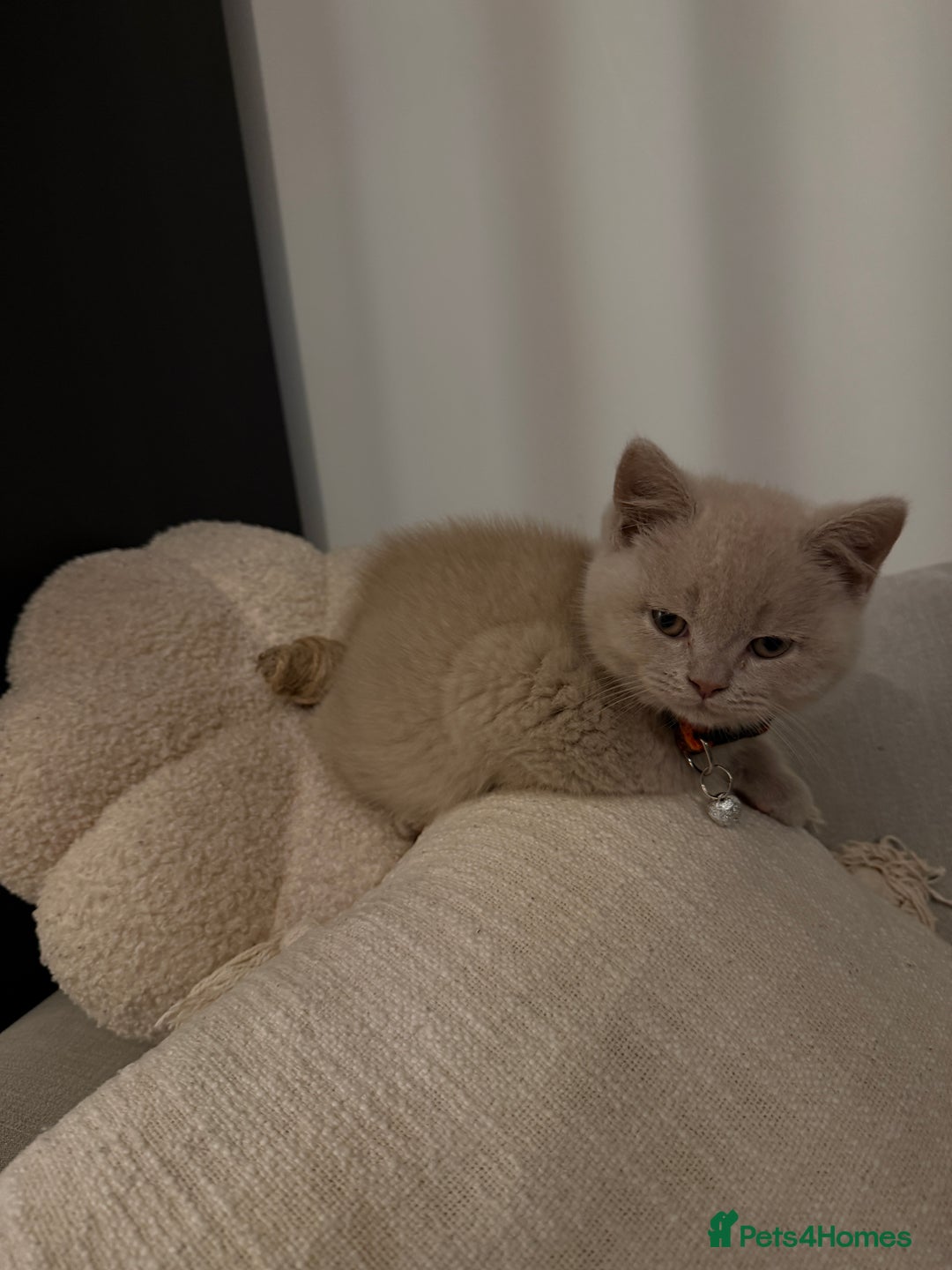 British Shorthair cats for sale: Lilac British Shorthair  - Advert 5