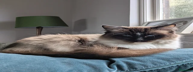 Mimi