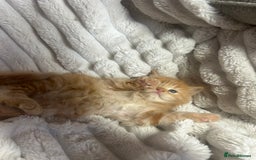 Ragcoon cats for sale: ⭐️RAGCOON FEMALE ⭐️ READY NOW - Image 12